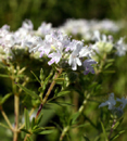 mountain mint